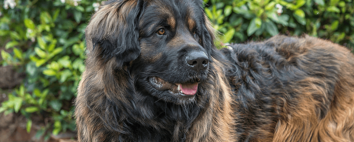 Tout savoir sur le leonberg