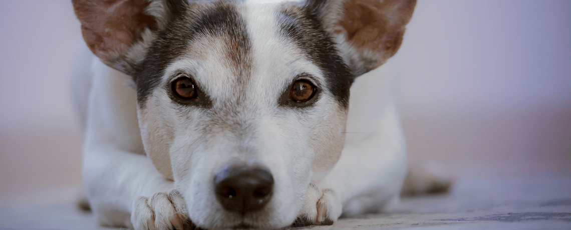 Maladie des yeux des chiens : les principaux troubles oculaires