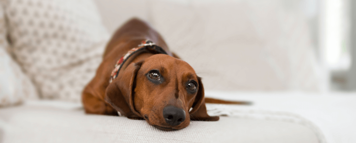 Maladies des chiens et prévention