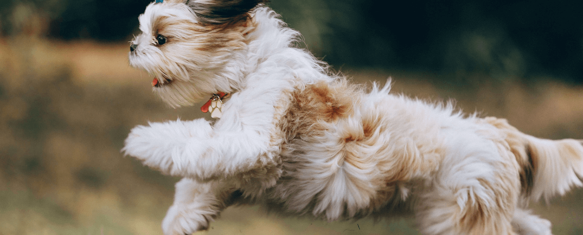 Un grand choix de médicaments pour chien