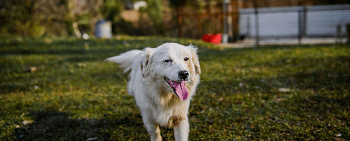 Comment diagnostiquer un excès de nervosité chez un chien ?