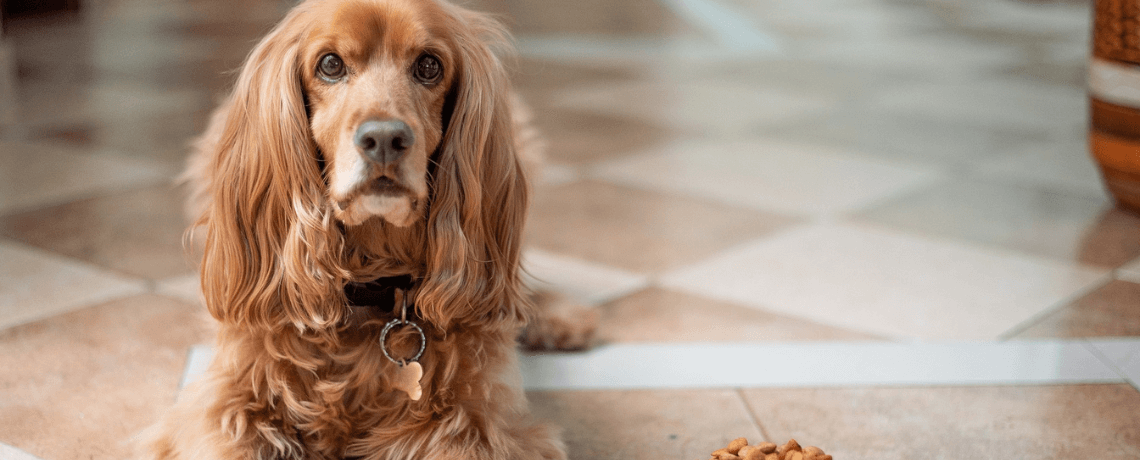 Tout ce qu'il faut savoir avant de passer à l'alimentation bio pour chien