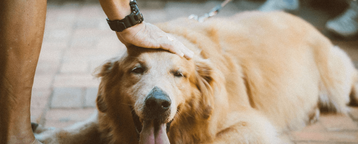 Ostéopathie pour chien : faut-il vous laisser tenter ?