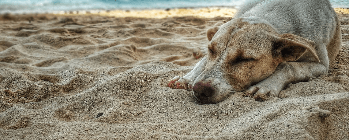 Partir en vacances avec son chien : tout ce à quoi il faut penser