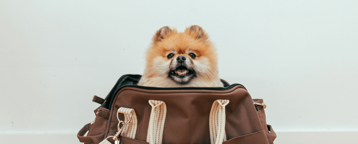 La réglementation en vigueur sur le passeport pour chien et comment l'obtenir