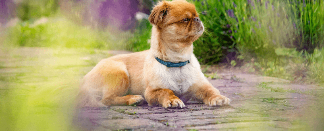 Le Pékinois : un petit chien originaire de Chine