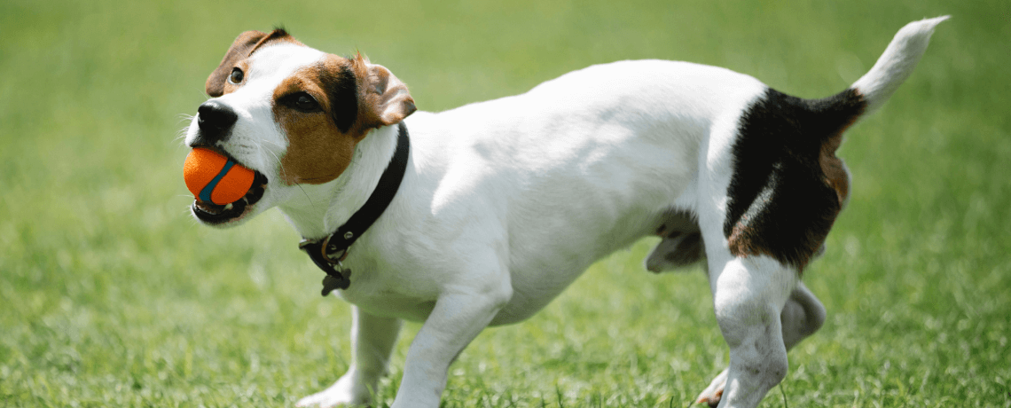 Le Jack Russell Terrier : un fox-terrier renommé du Devonshire