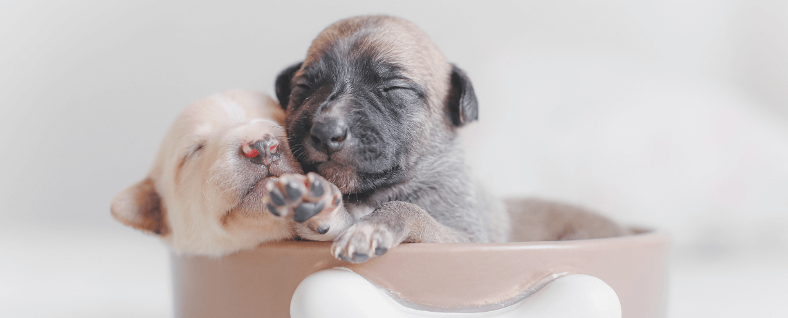 Comment se déroule une saillie chez le chien ?