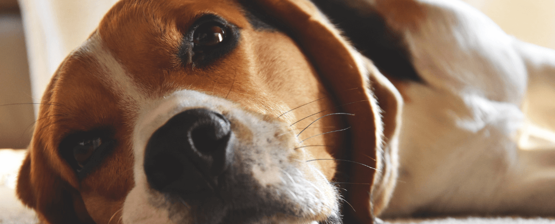 Chien stressé : causes, signes et solutions