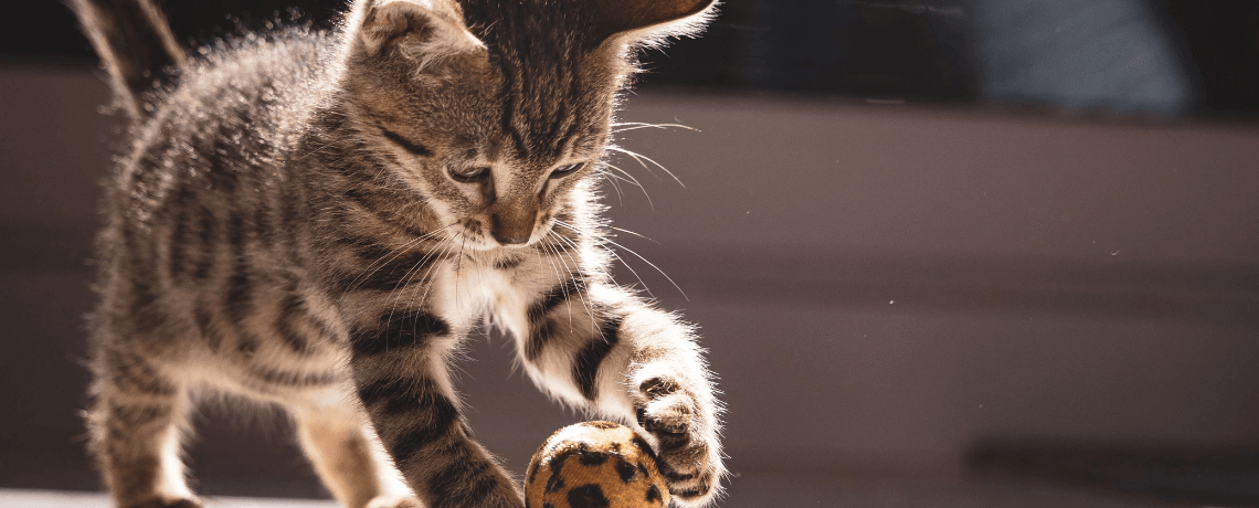 Maladies des chats et prévention