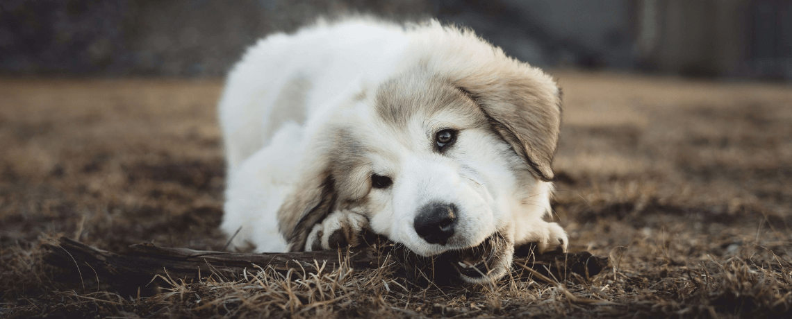 Diarrhée, constipation, torsion de l’estomac : 3 maladies digestives du chien