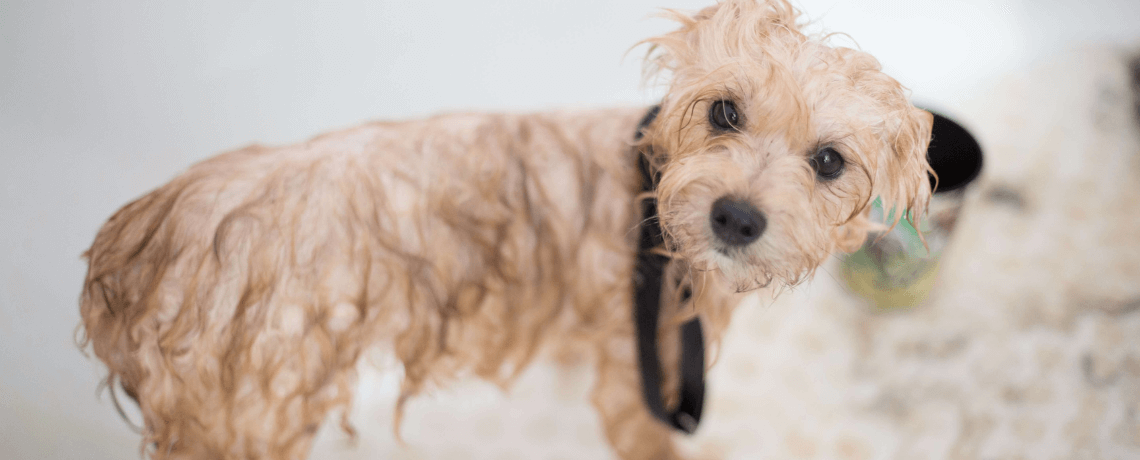 Le toilettage du chien : quand et comment laver son animal