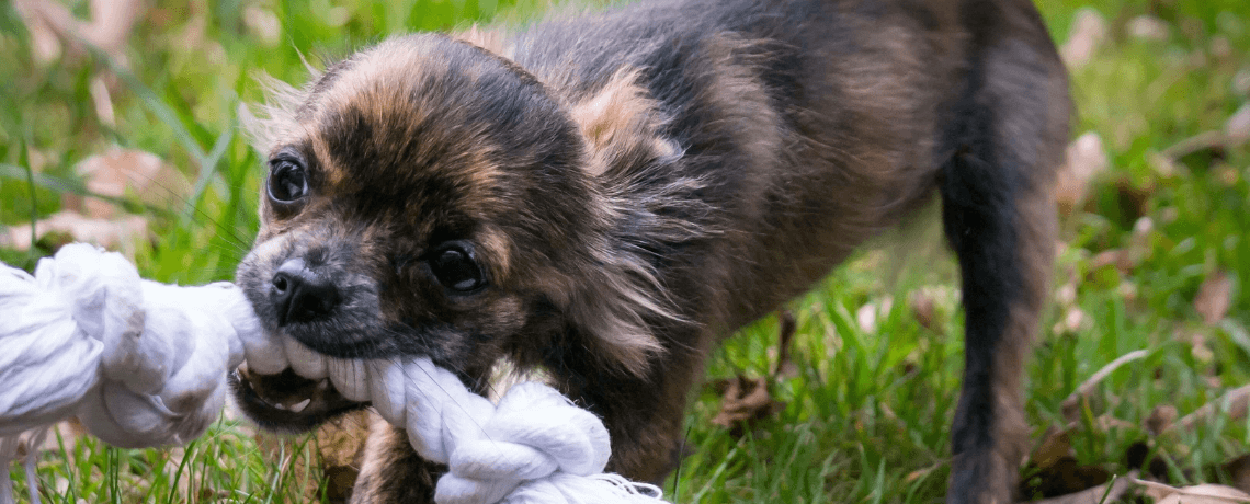 Adoption : quels accessoires pour chien acheter en priorité ?