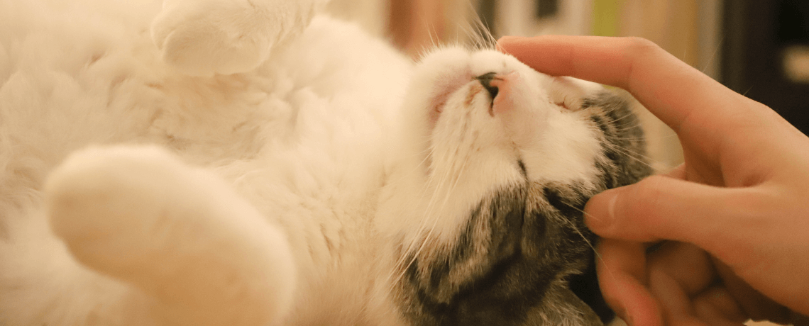 Mon chat et moi : relations et complicités