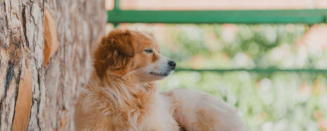 Recette de répulsif naturel pour chien