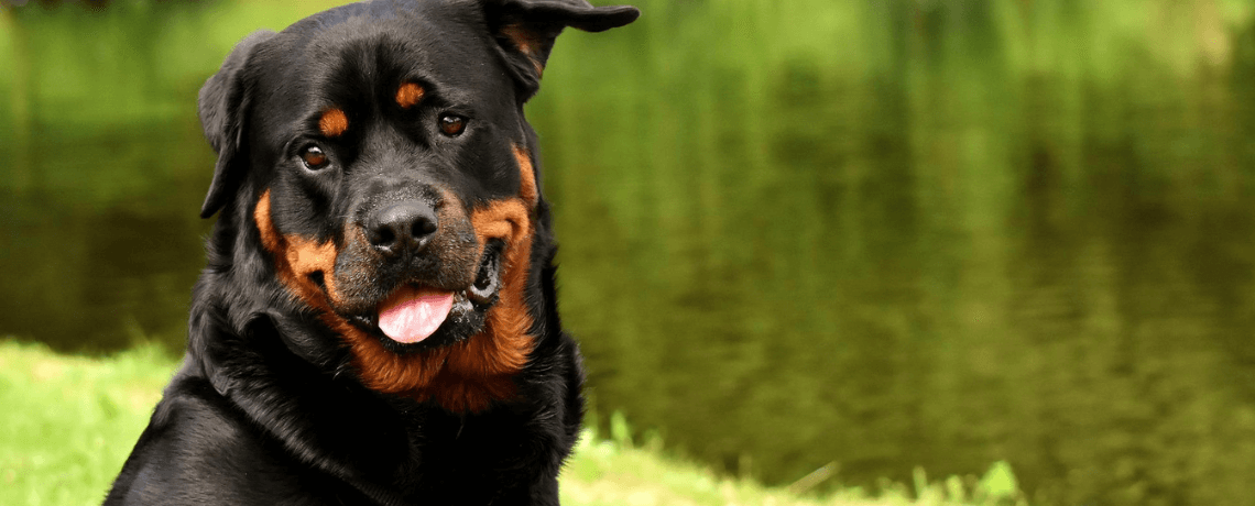 Tout savoir sur le Rottweiler