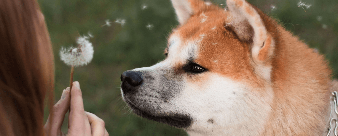 Tout connaître sur le Shiba-Inu