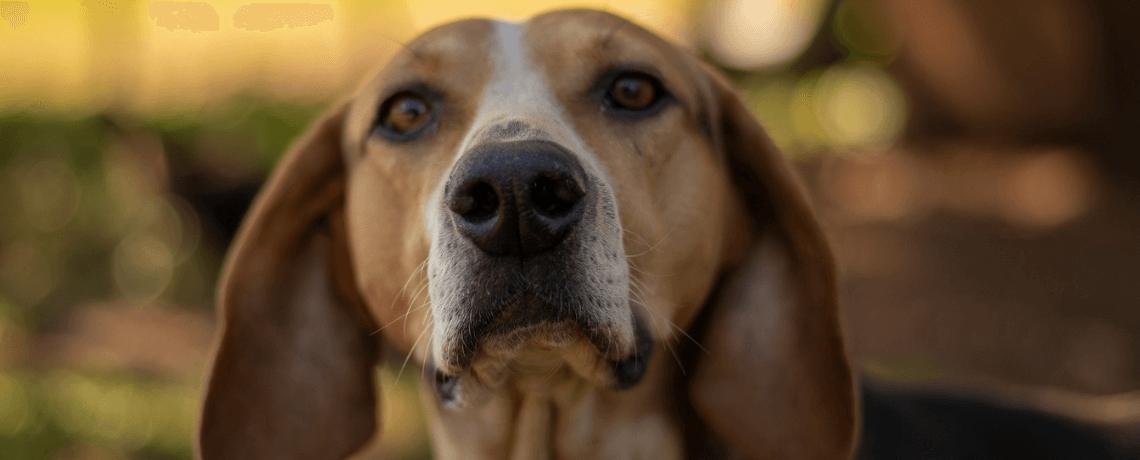 La teigne du chien