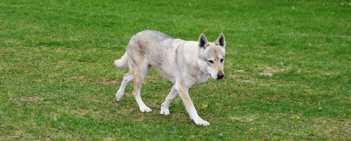 Chien-loup tchécoslovaque : un chien à l’apparence sauvage