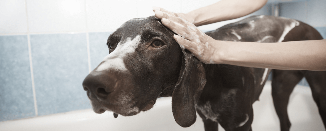 Quel est le meilleur shampoing bio pour un chien ?