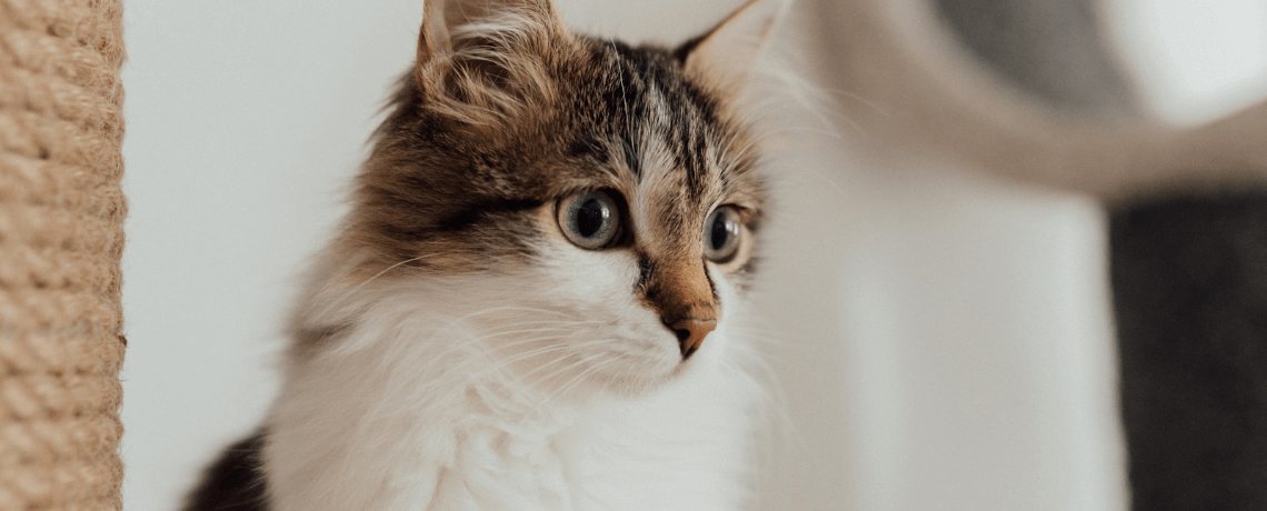 Garder son chat en bonne santé