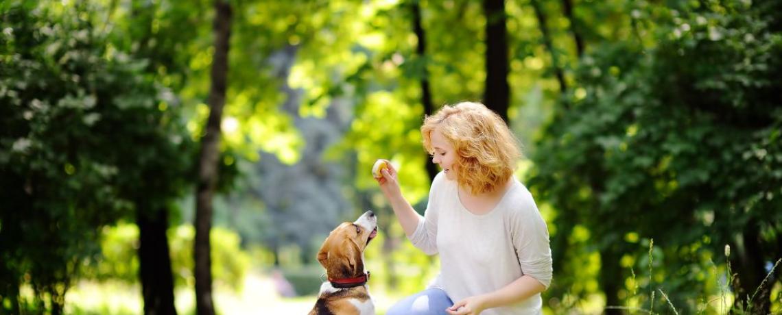 assurer son chien