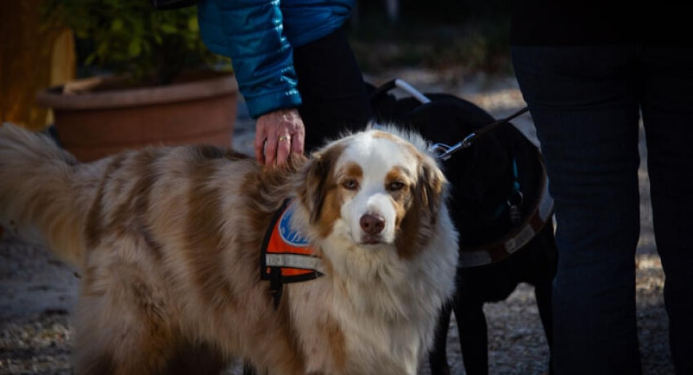 Chiens Guides de Paris