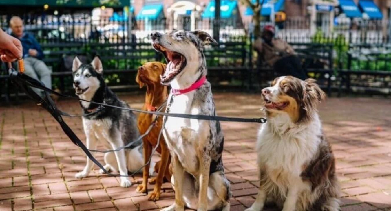 Les 10 races de chiens préférées des Français en 2015