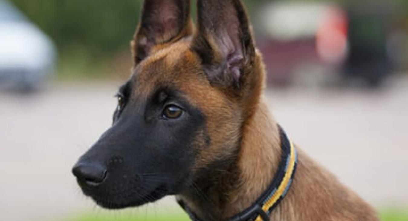 Les 10 races de chiens préférées des français en 2016