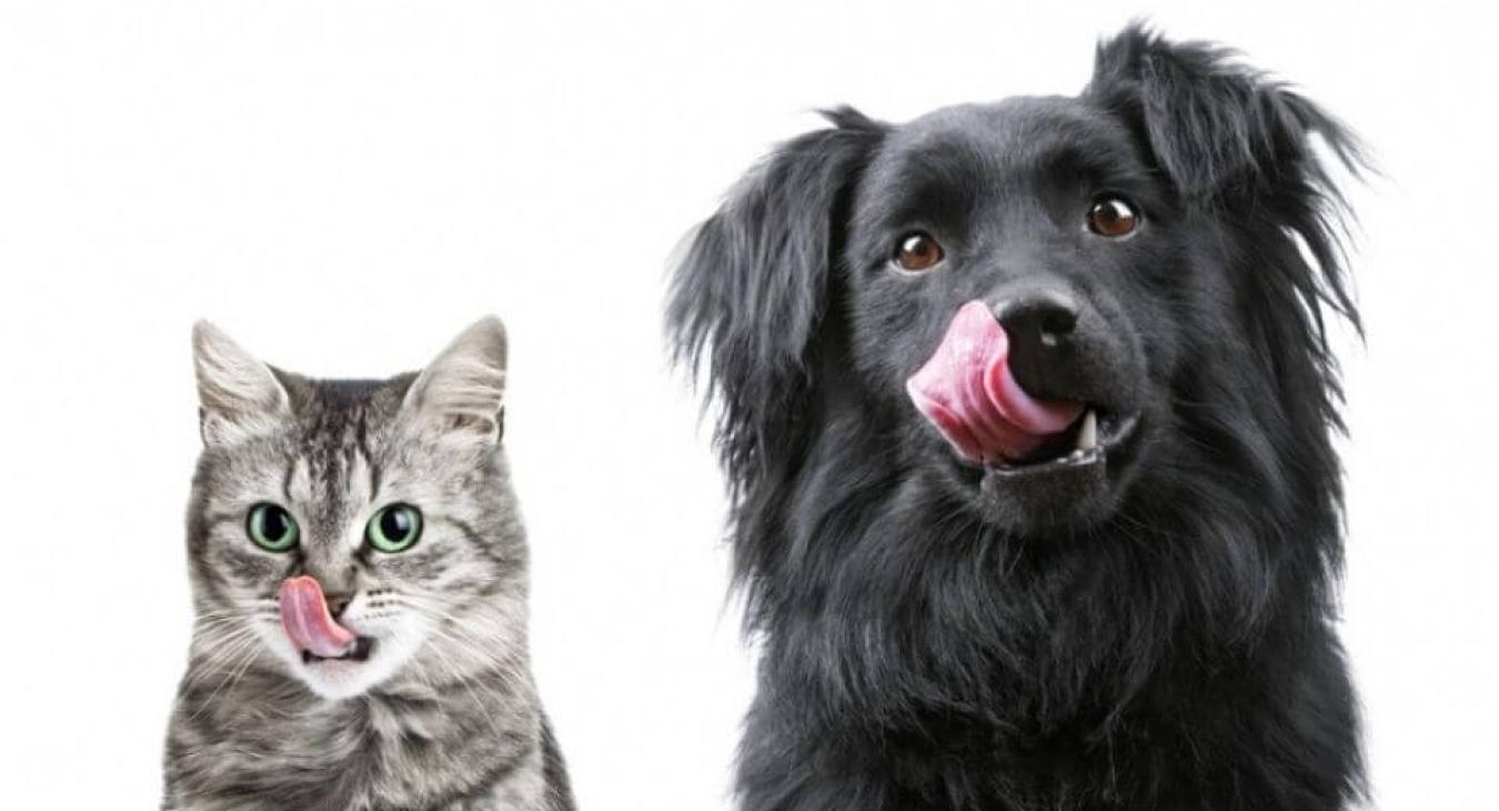 Comment bien nourrir mon animal : les 10 règles de base de son alimentation