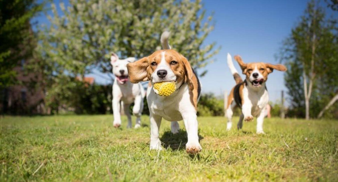 3ème édition du Palmarès des villes où il fait bon vivre avec son chien