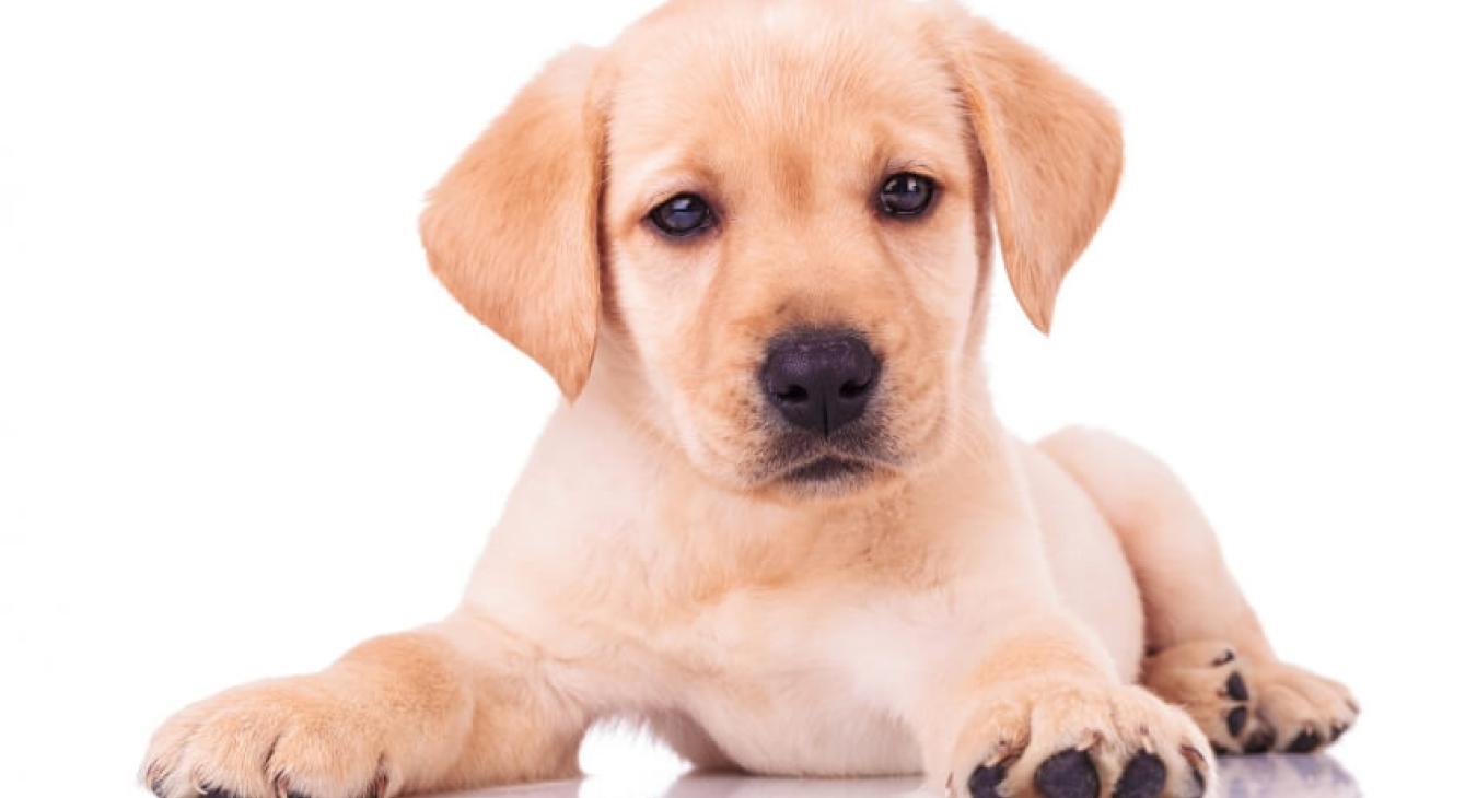 Les premières précautions à prendre lors de l’achat d’un chiot