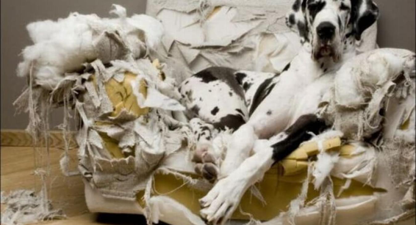Etes-vous prêt à adopter un chiot ou un chien ?