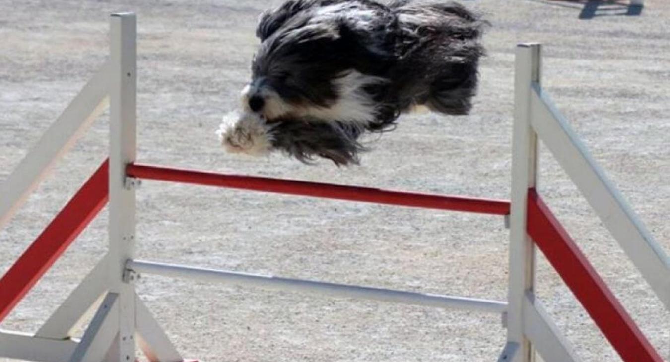 L’agility : le sport d’une complicité maître-chien