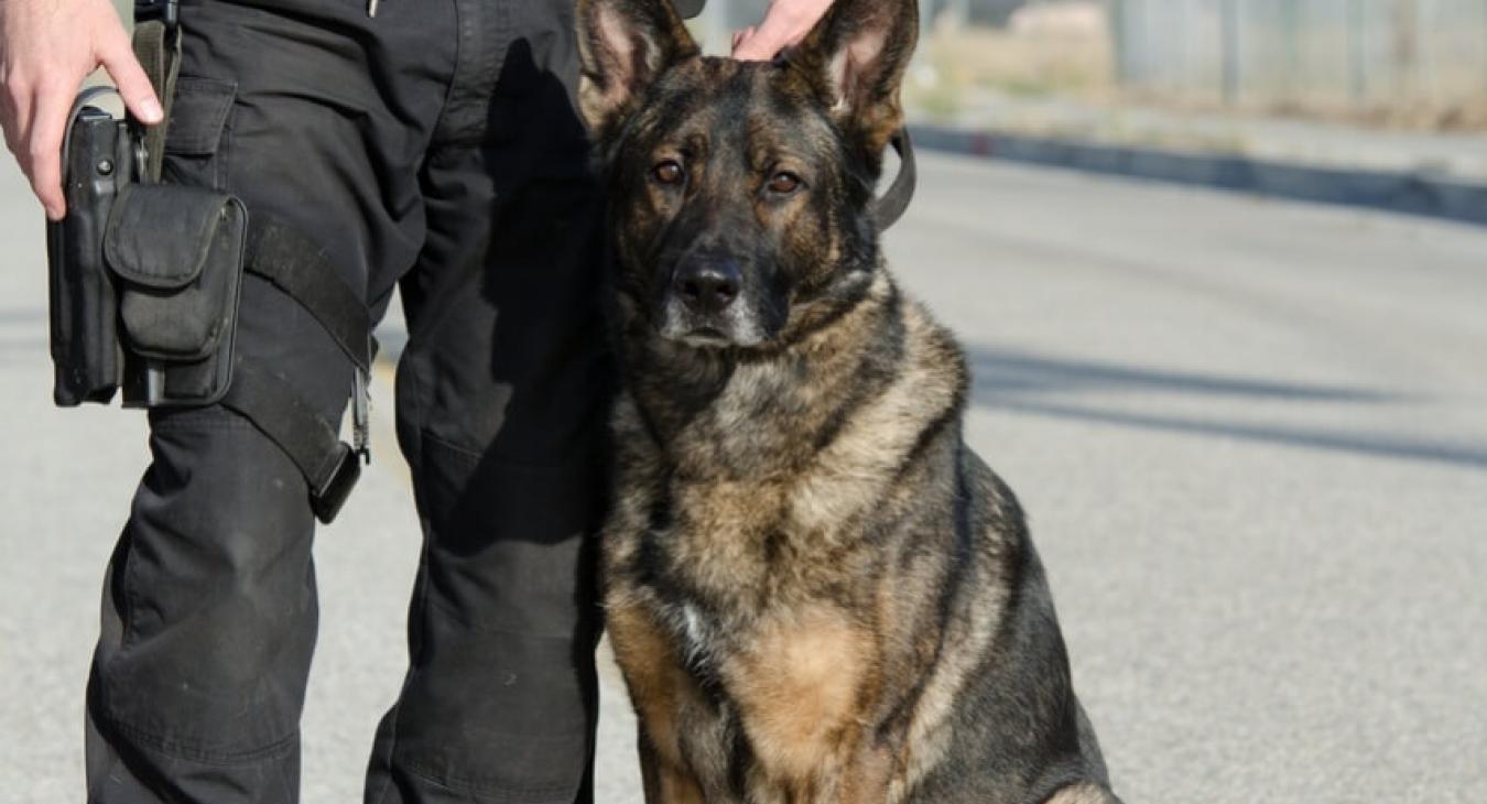 Alric, le chien policier médaillé