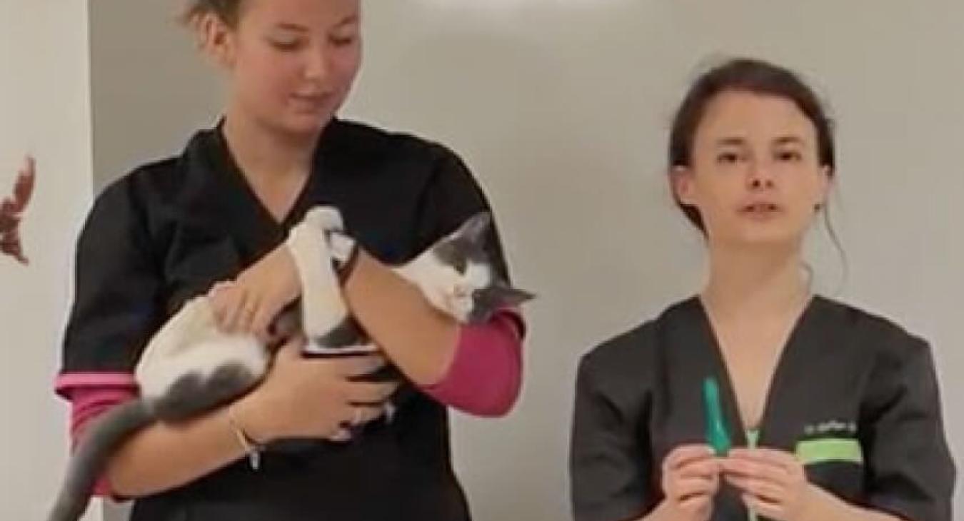 Appliquer une pipette à son chat
