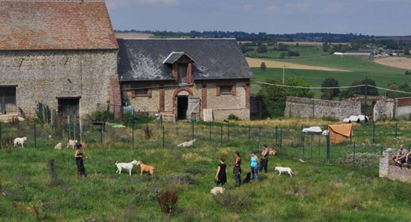 AVA : L’Association d’Aide aux vieux Animaux