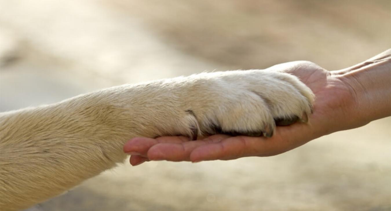 Association : Chiens abandonnés et détenus