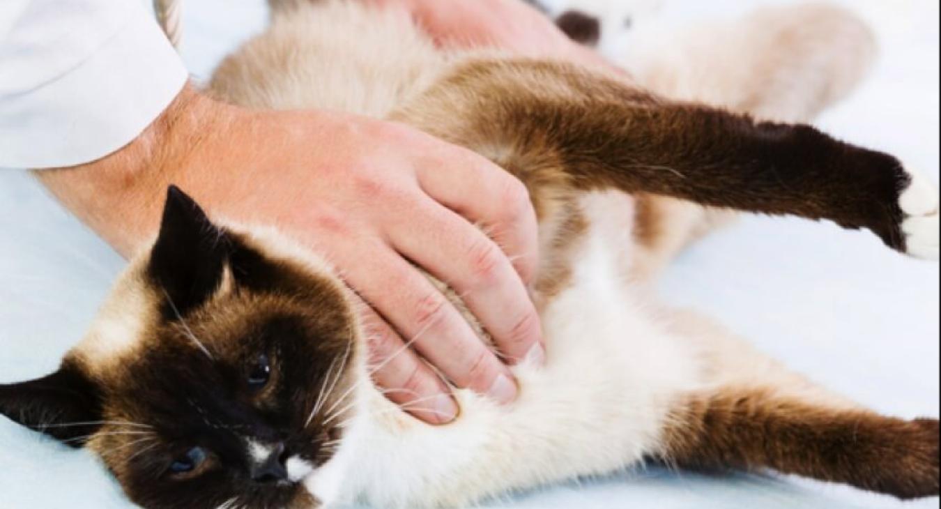 L'assurance santé animale en Europe