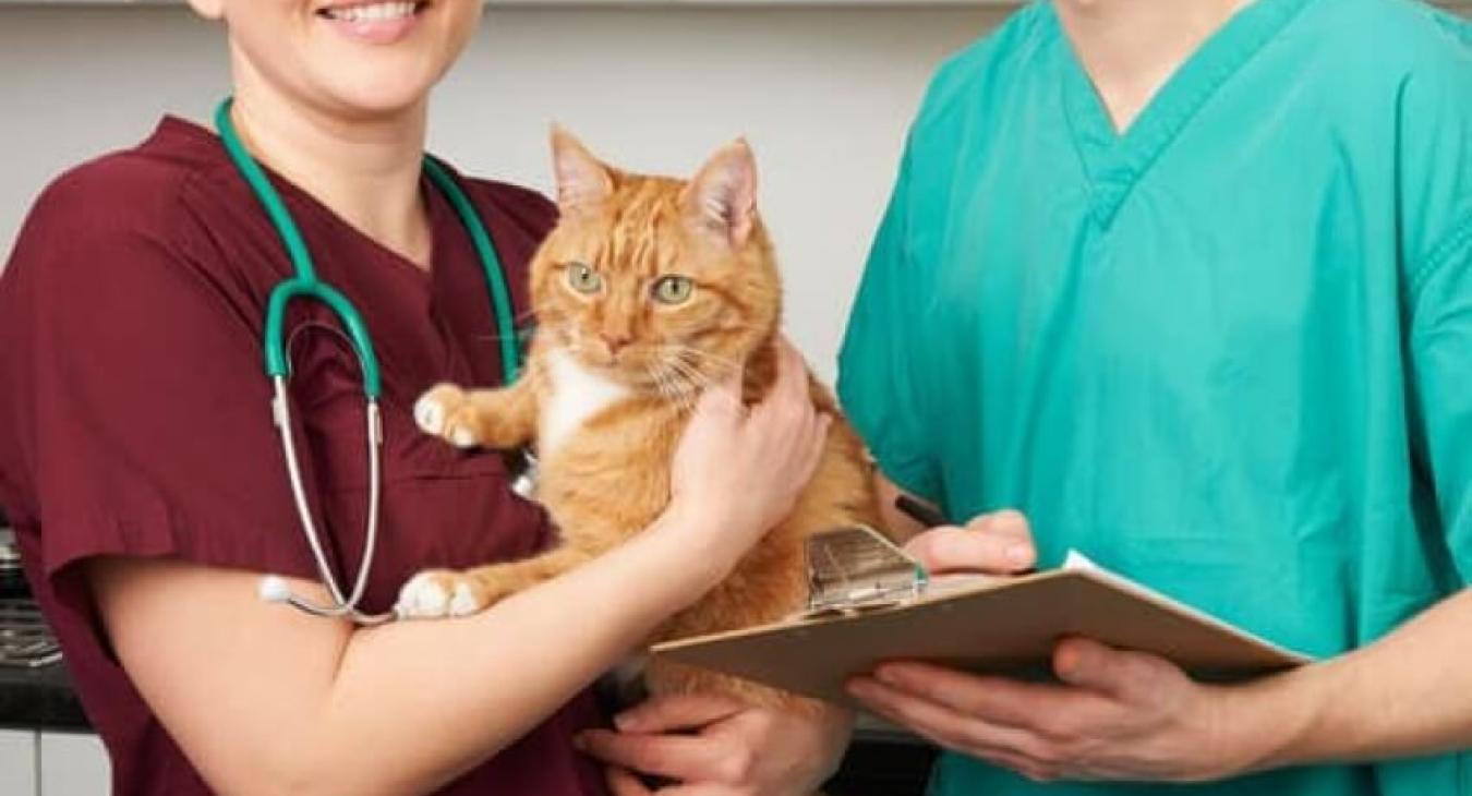 Les 10 idées reçues des vétérinaires sur l'assurance santé animale