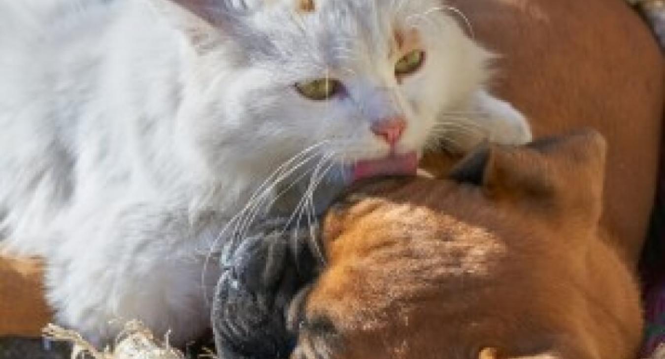 En quoi l’assurance santé animale est utile ? Elle participe au bien-être de votre animal !