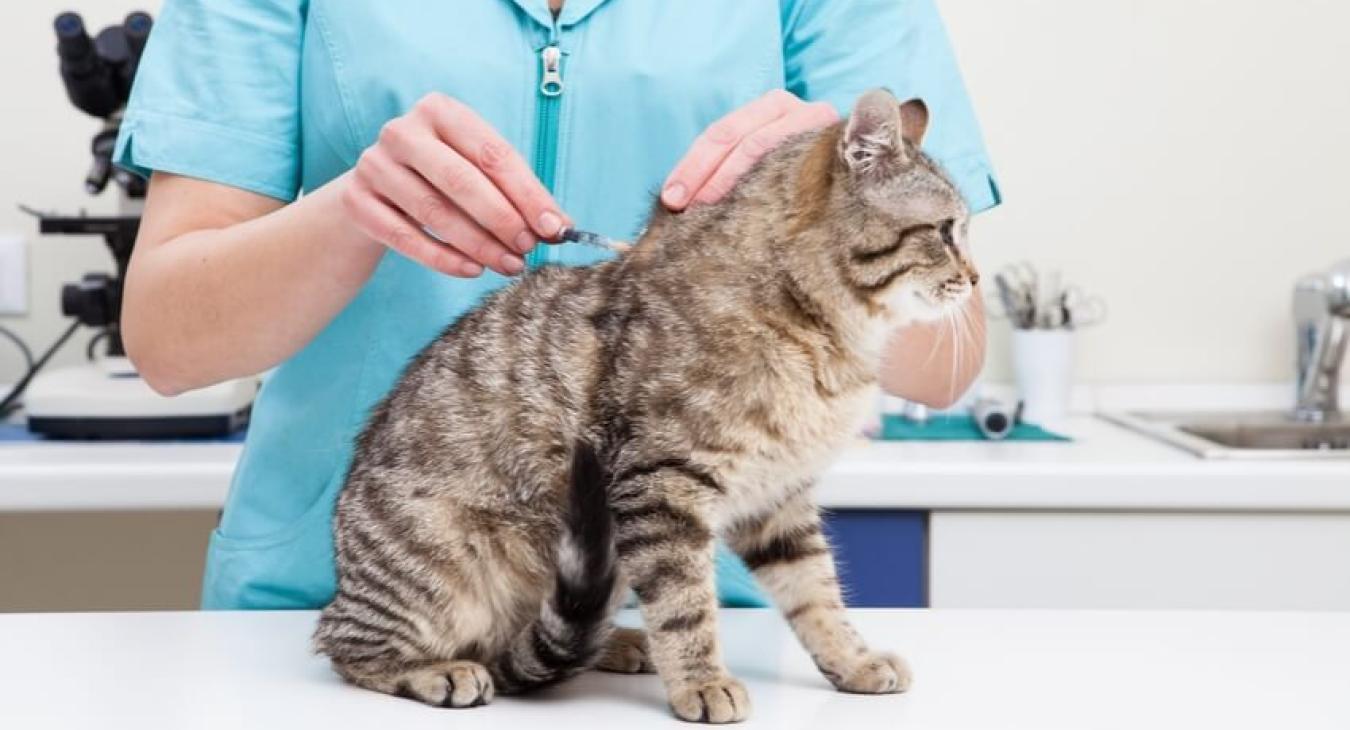 Auxiliaire de santé animale (ASV)
