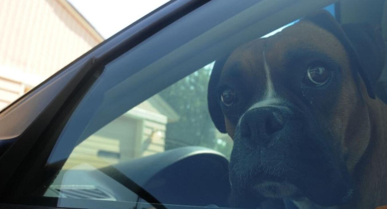 Briser la vitre d’une voiture pour sauver un animal, est-ce légal ?