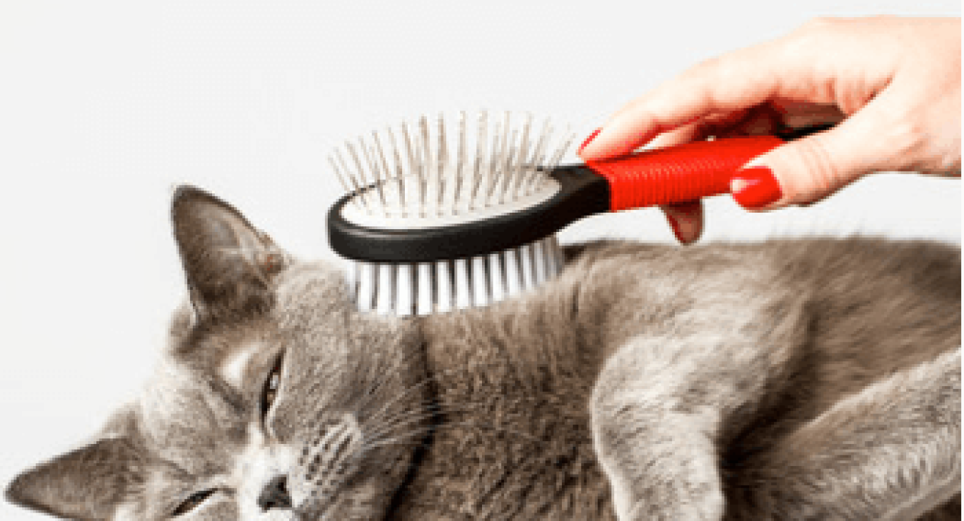 Le brossage du chat