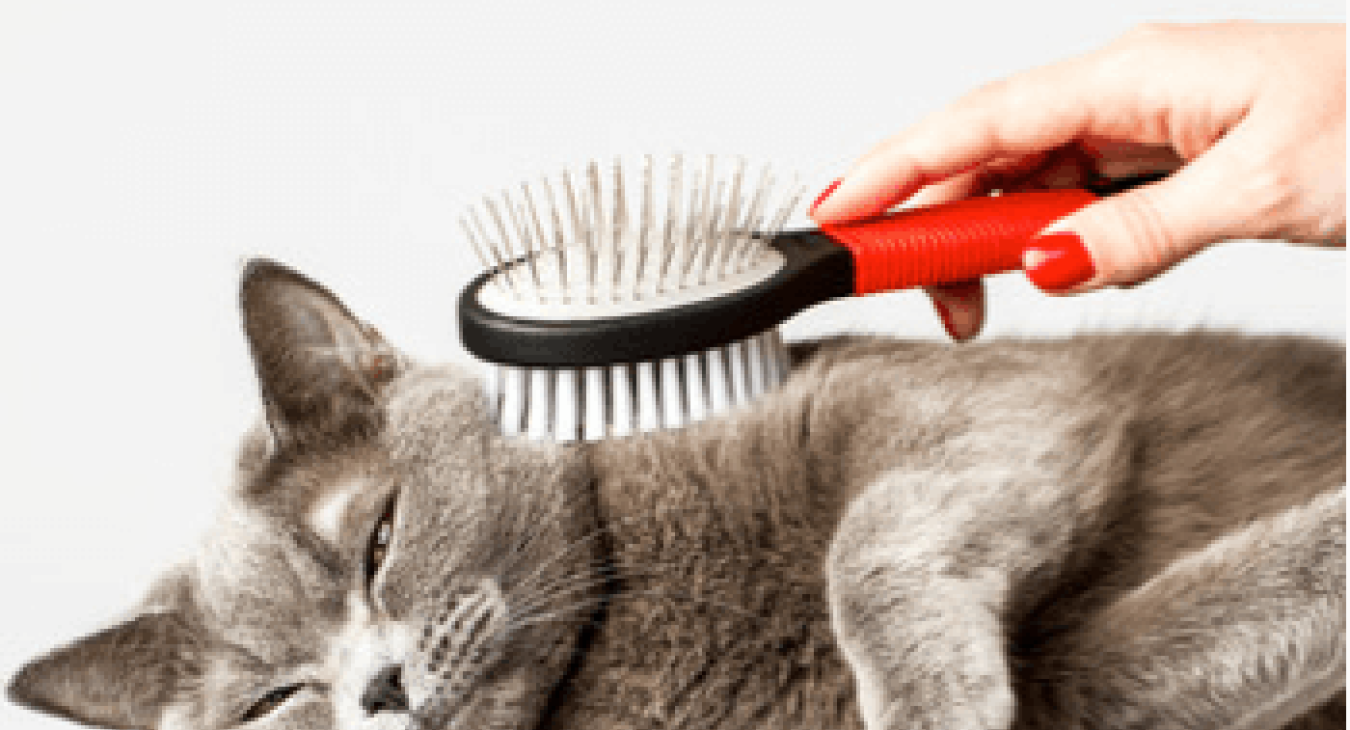 Le brossage du chat