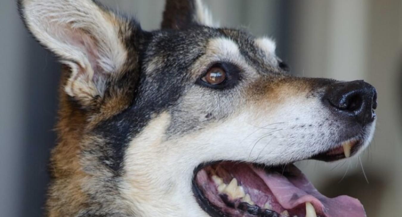 Brosser les dents de son chien : est-ce vraiment utile ?