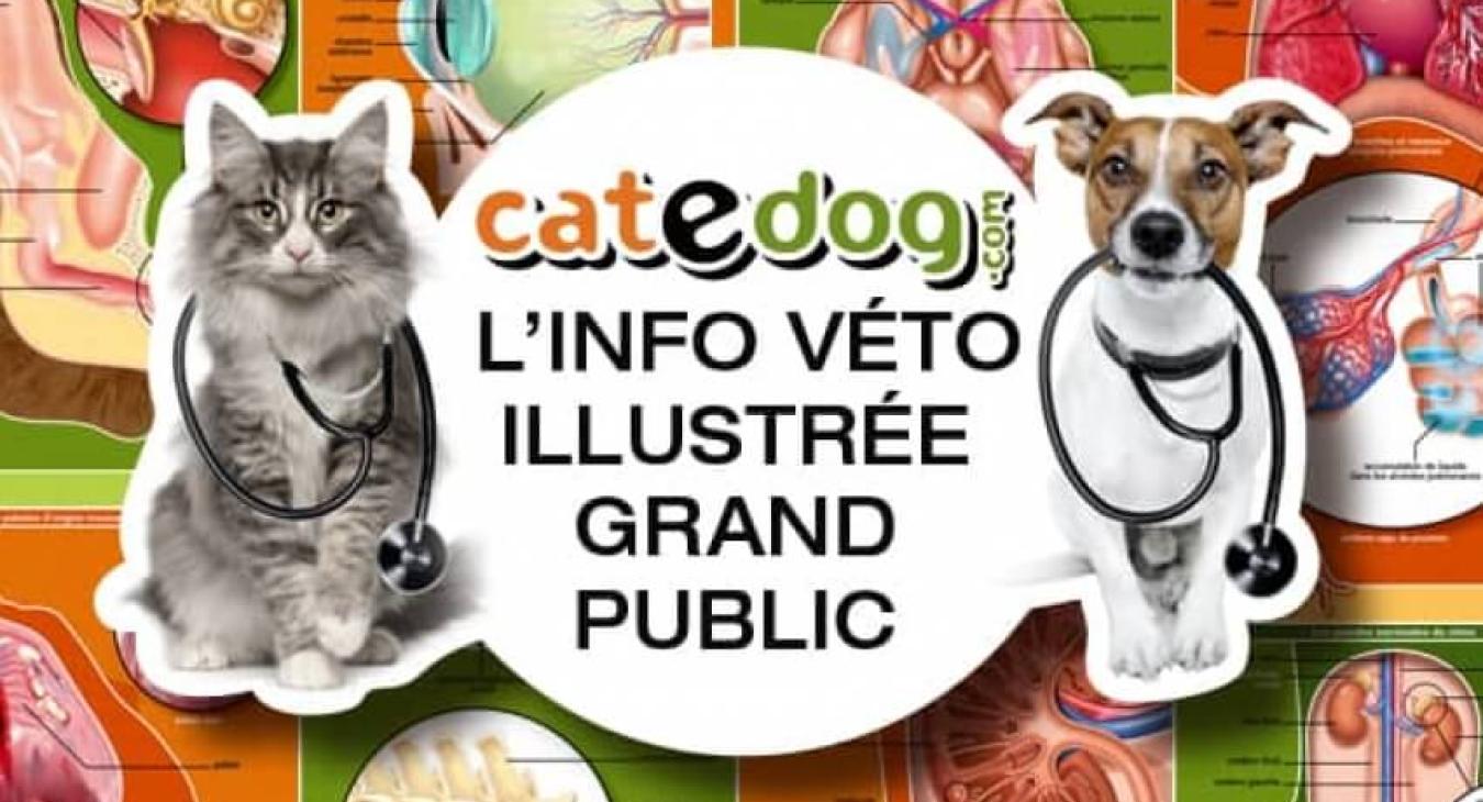 CateDog.com, le site d'information vétérinaire illustré sur le chat et le chien