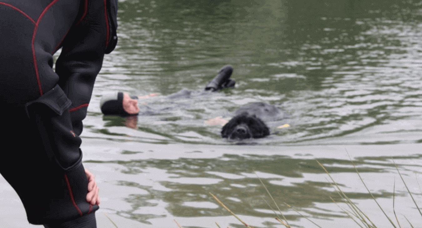 Championnat de France de chiens de sauvetage