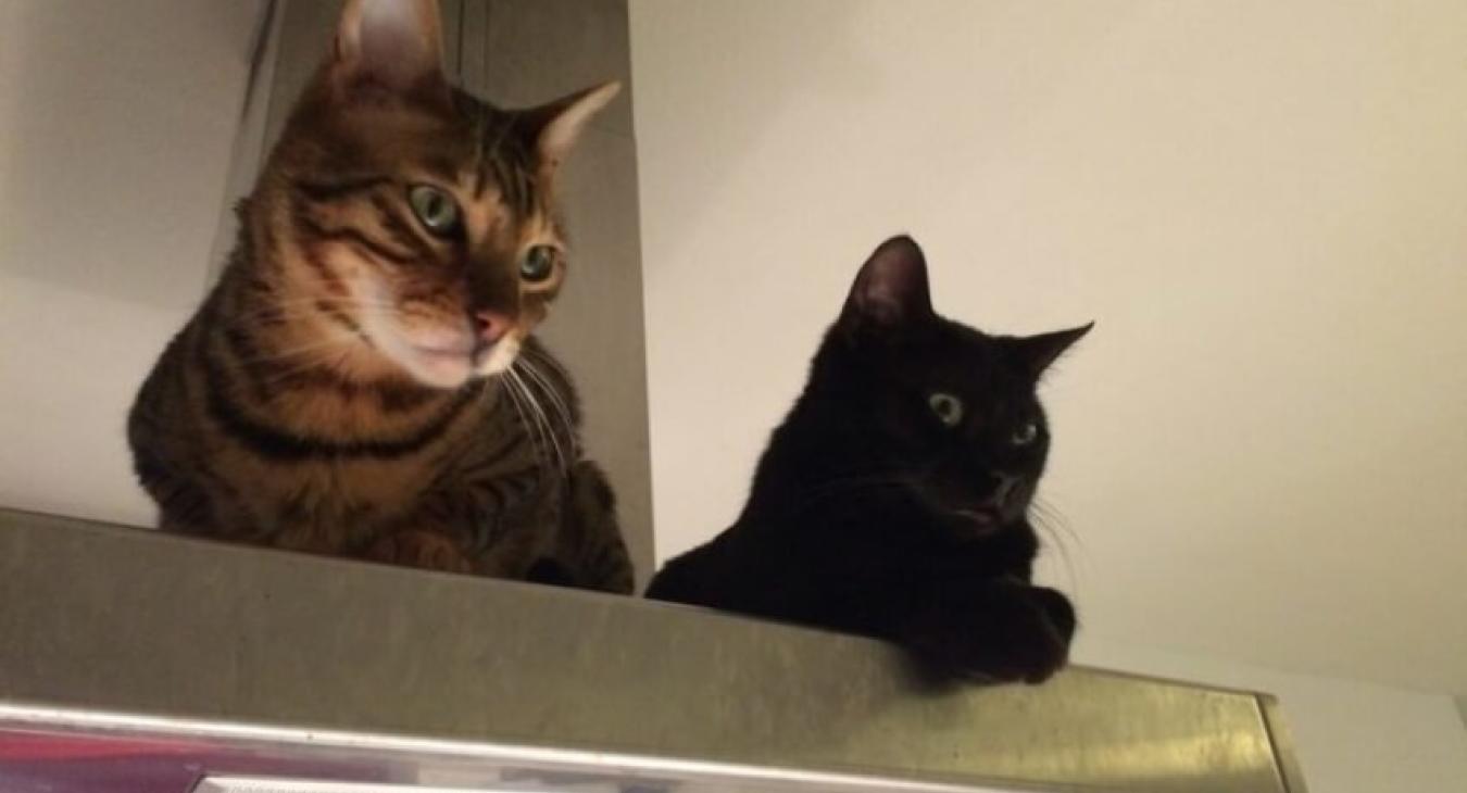 Chat et accidents domestiques : gestes simples pour les éviter