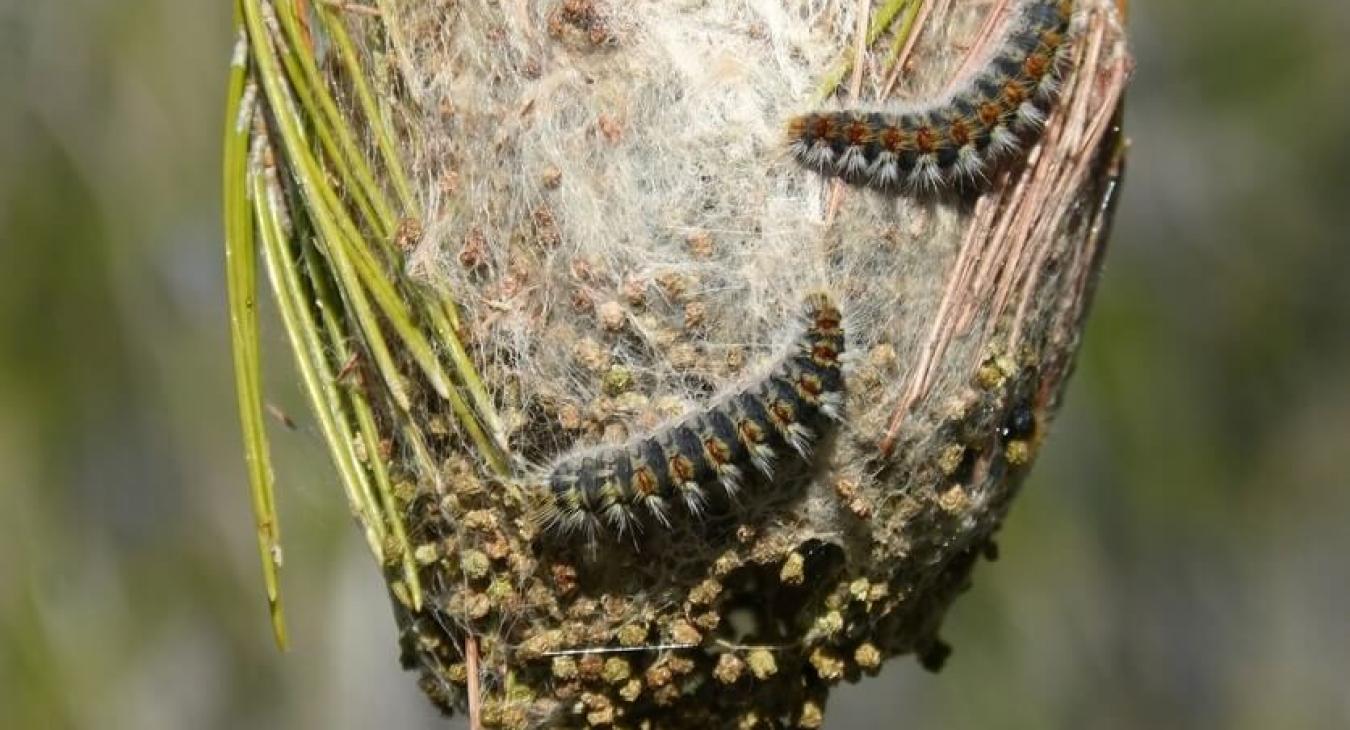 Chenilles processionnaires un danger pour les animaux 